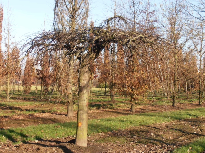 Sophora japonica pendula