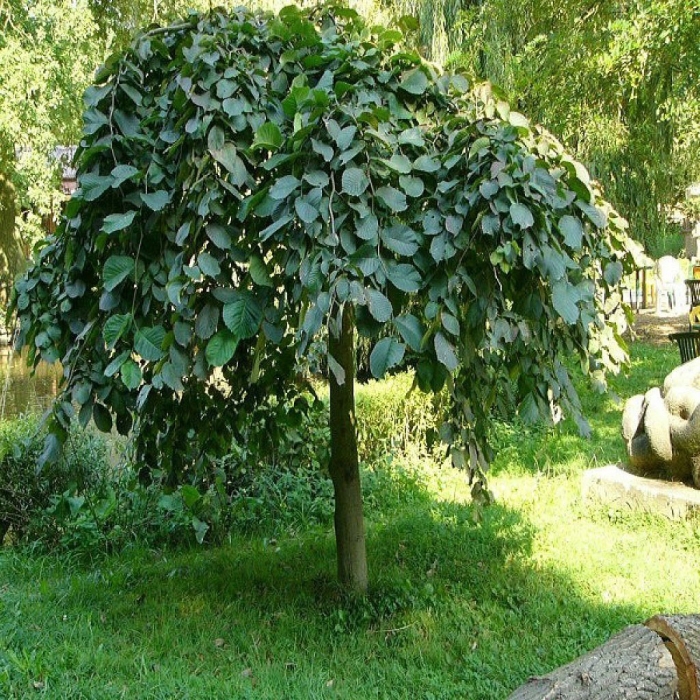 Вяз кампердоуни на штамбе