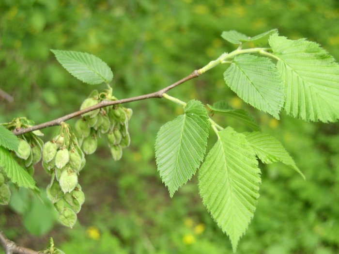 Вяз гладкий ulmus laevis