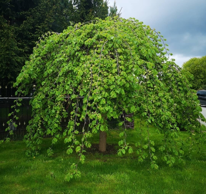 Вяз шершавый camperdownii