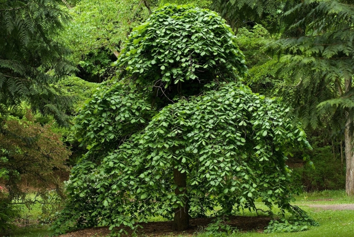 Ulmus glabra camperdownii