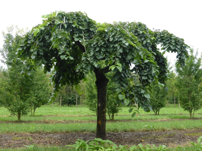 Вяз кампердоуни на штамбе