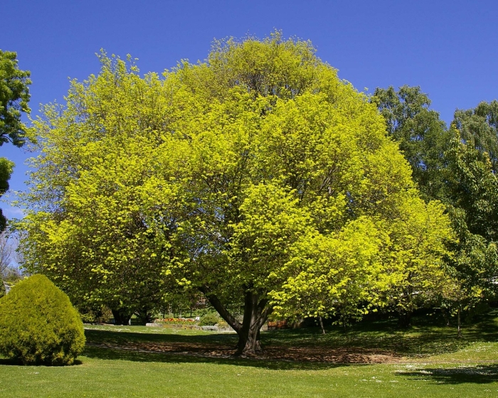 Ulmus glabra lutescens