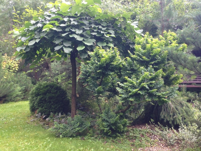 Катальпа бигнониевидная нана