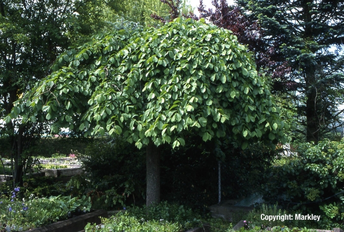 Вяз кампердоуни на штамбе
