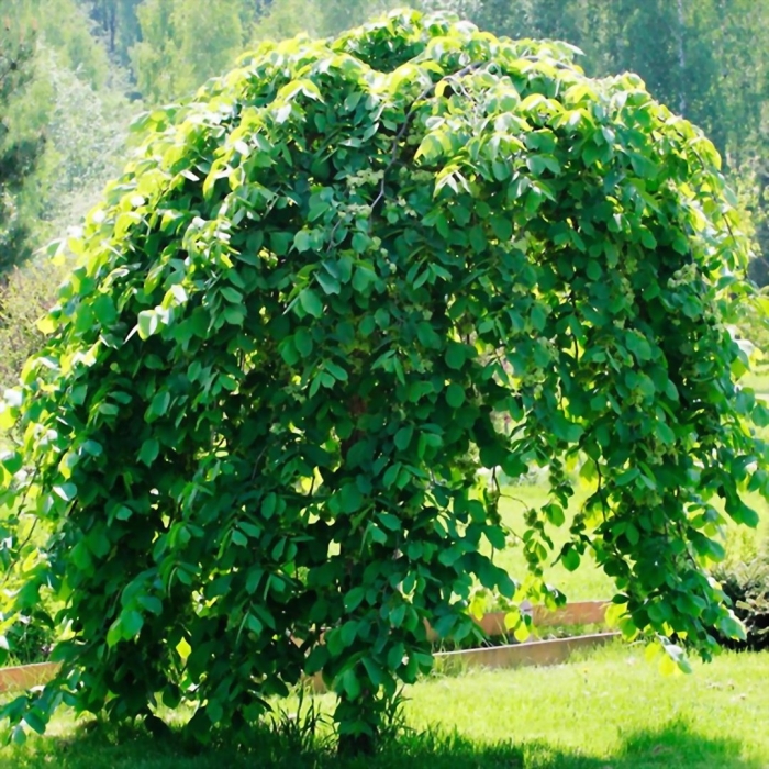 Шелковица плакучая пендула