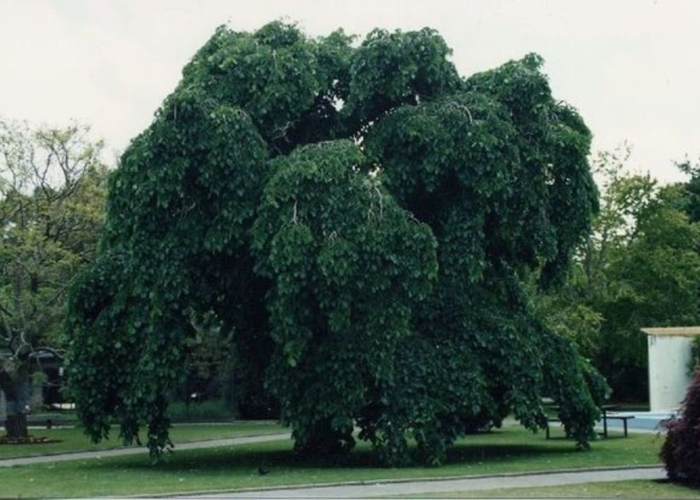 Вяз шершавый (ulmus glabra)