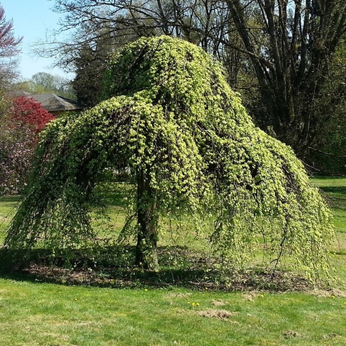 Sophora japonica pendula