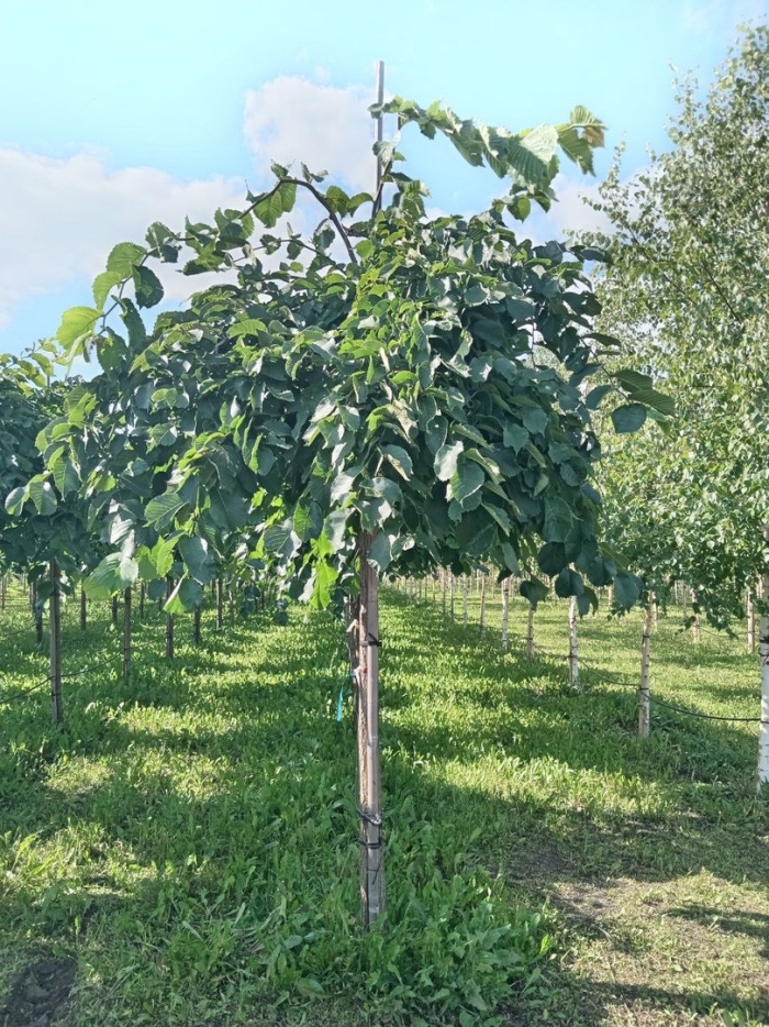 Вяз шершавый кампердоуни