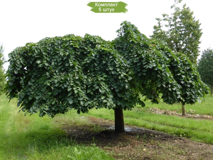 Вяз шершавый (ulmus glabra)
