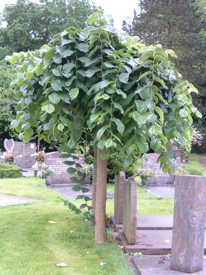 Вяз на штамбе