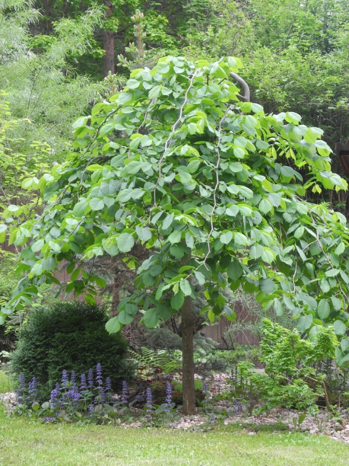 Вяз шершавый (ulmus glabra)