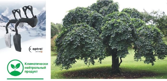 Вяз шершавый пендула