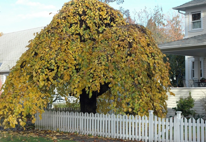 Вяз шершавый camperdownii