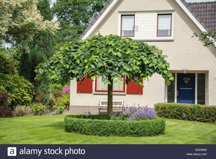 Катальпа бигнониевидная нана