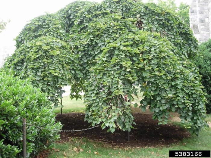 Вяз шершавый кампердоуни