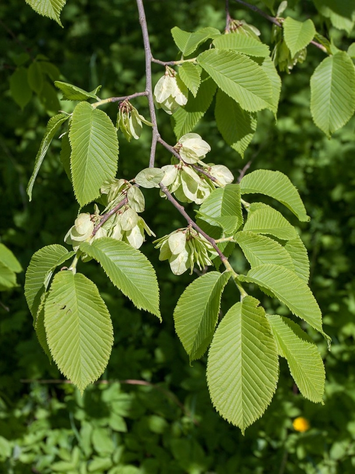 Вяз гладкий ulmus laevis