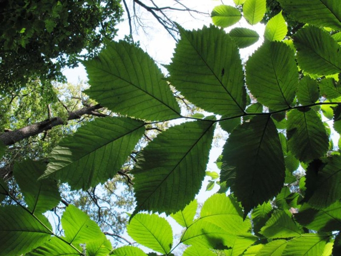 Ильм вяз шершавый