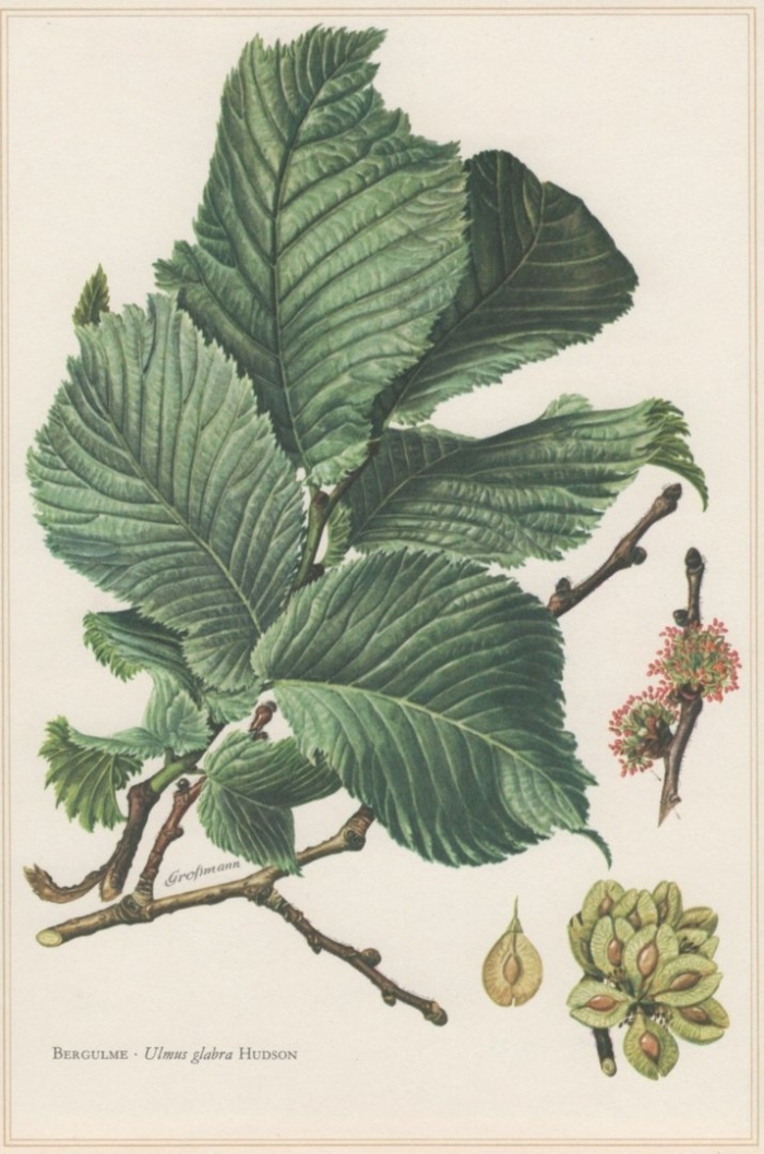 Вяз шершавый (ulmus glabra)