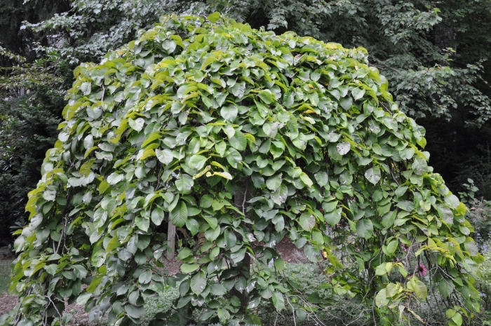 Шелковица плакучая пендула