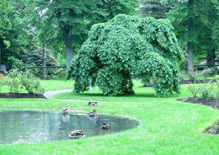 Вяз пендула