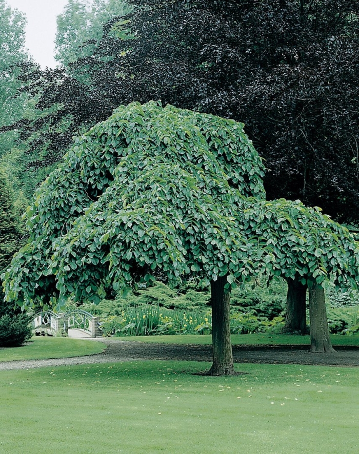 Вяз на штамбе