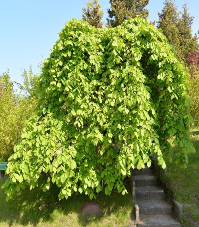 Шелковица плакучая пендула