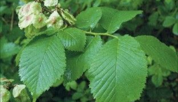 Ulmus glabra вяз