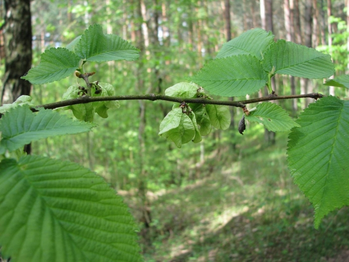 Вяз гладкий ulmus laevis