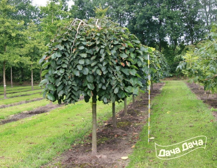 Вяз кампердоуни на штамбе