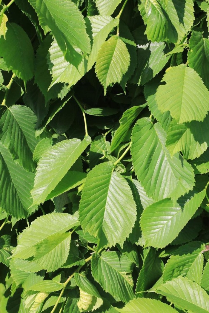 Граб обыкновенный carpinus betulus