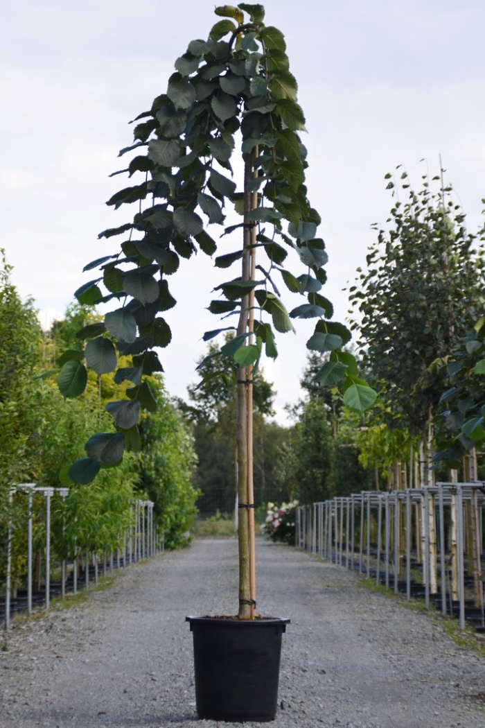 Вяз пендула