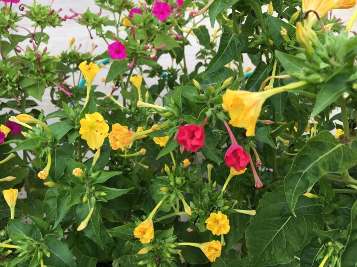 Мирабилис ялапа