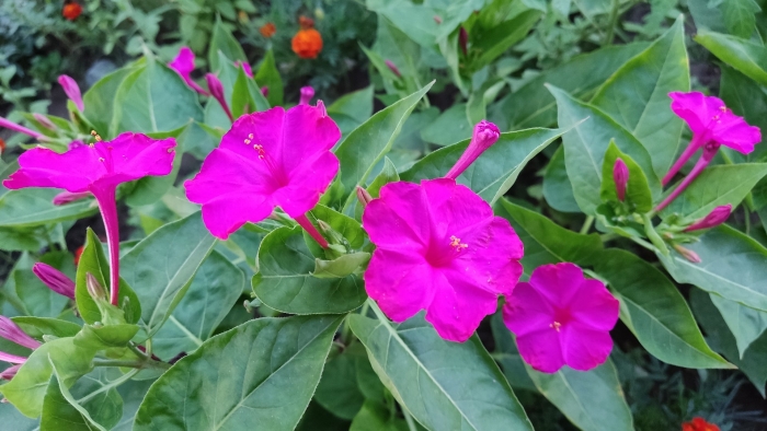 Ночная зорька цветок