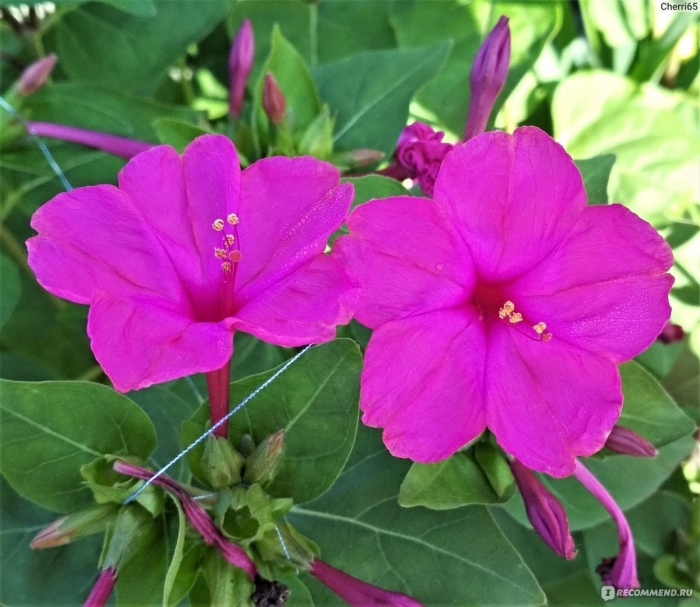 Мирабилис цветок