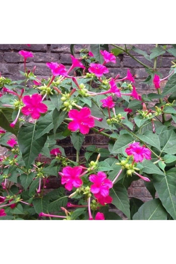 Мирабилис ялапа