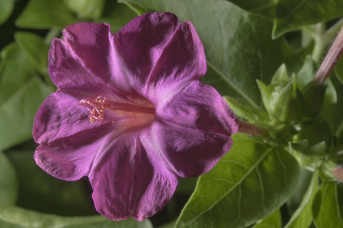 Цветок мирабилис