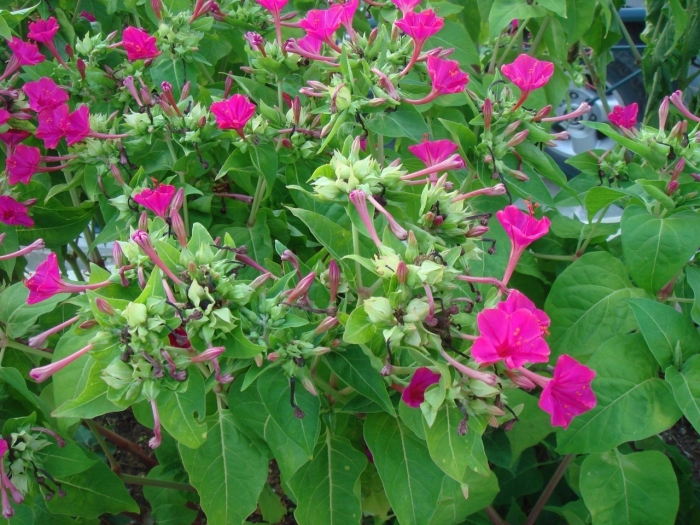 Мирабилис ялапа (слабительный)