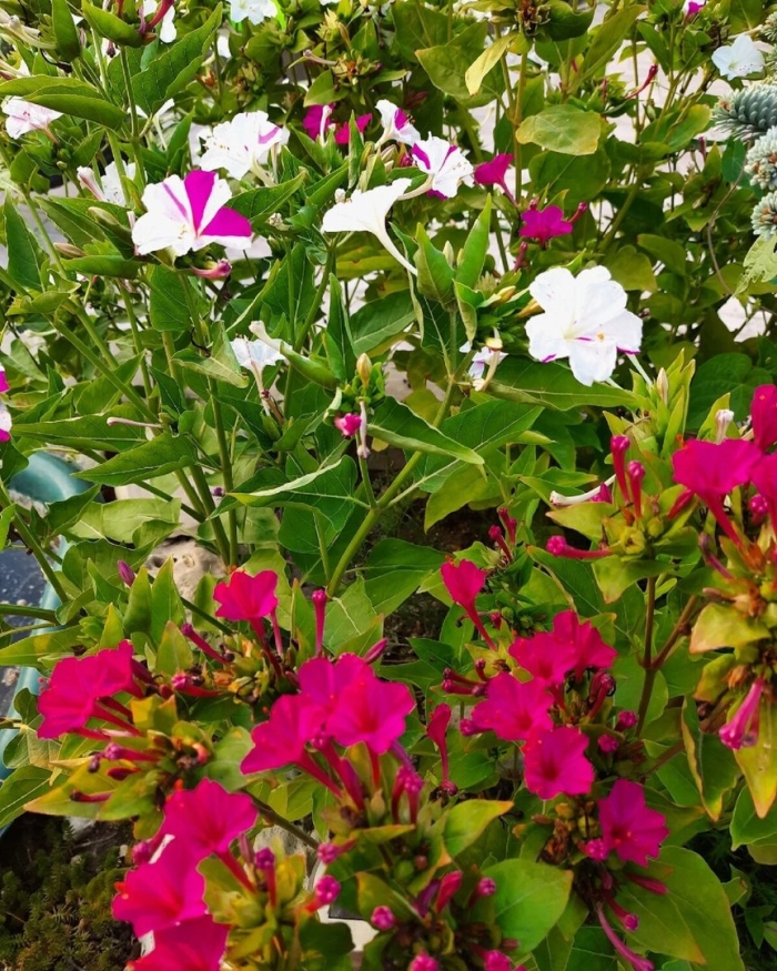 Мирабилис малиновый