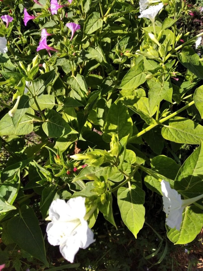 Мирабилис ялапа