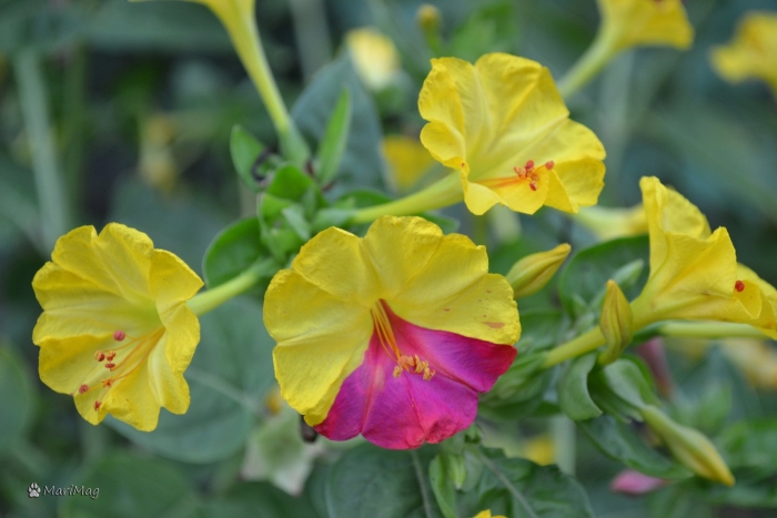 Цветок ночная красавица мирабилис