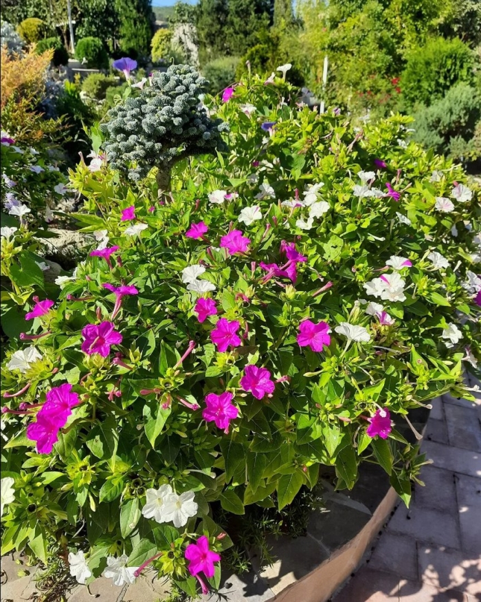 Мирабилис матис