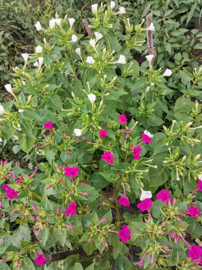 Цветок ночная красавица мирабилис