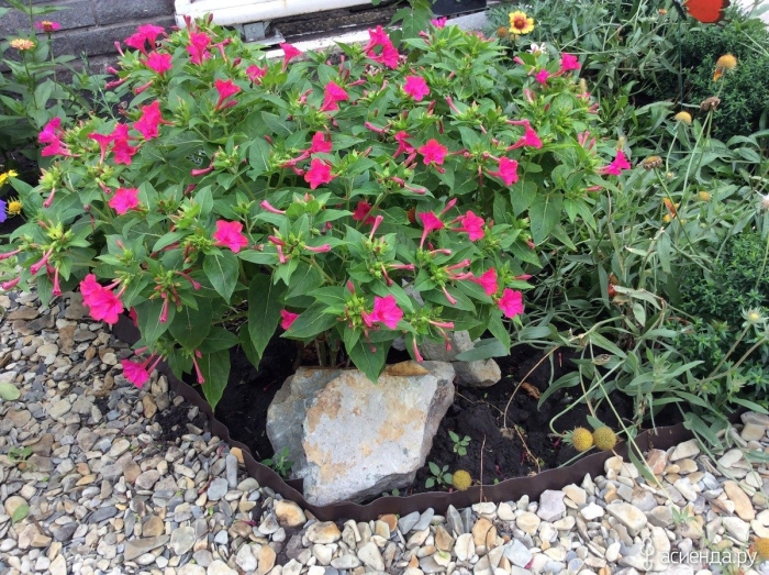 Цветок ночная красавица мирабилис