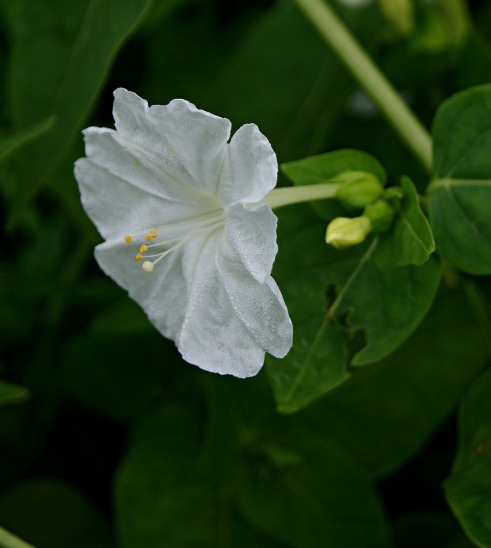 Цветок ночная красавица