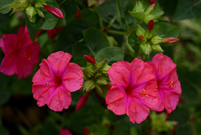 Мирабилис халапа