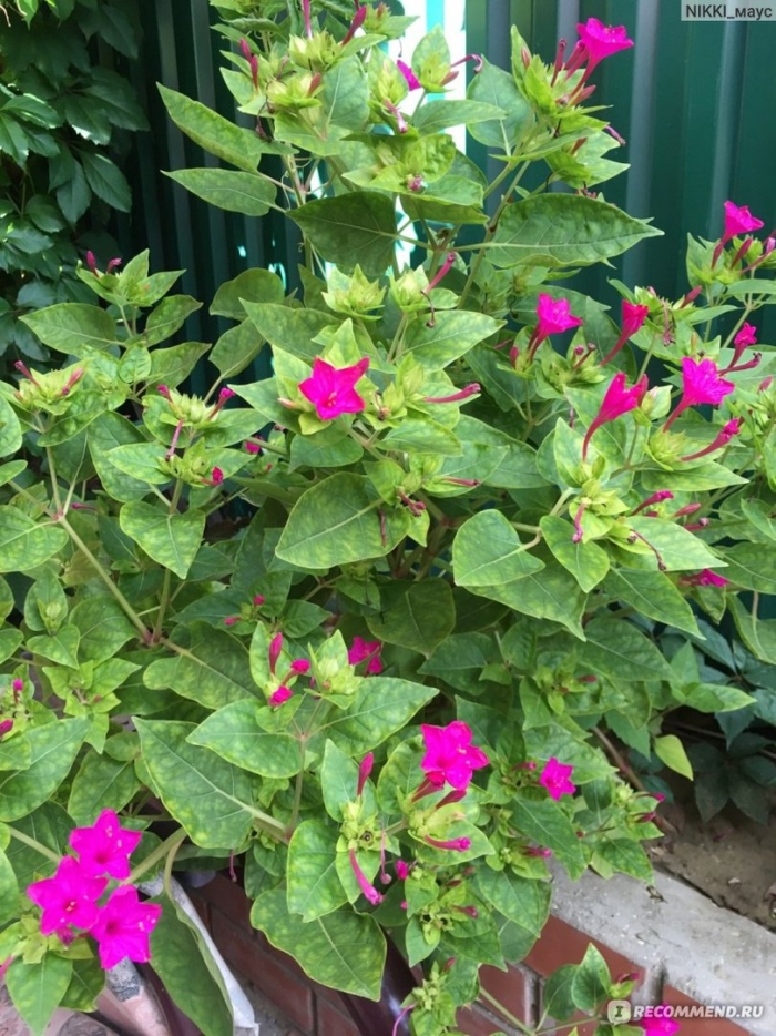 Мирабилис ялапа ночная красавица