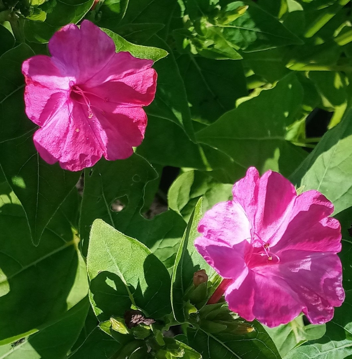 Мирабилис цветок