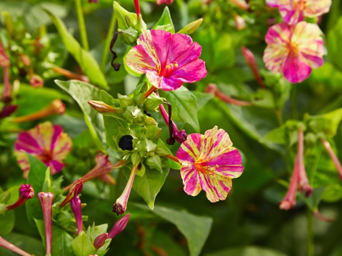 Цветок ночная красавица мирабилис