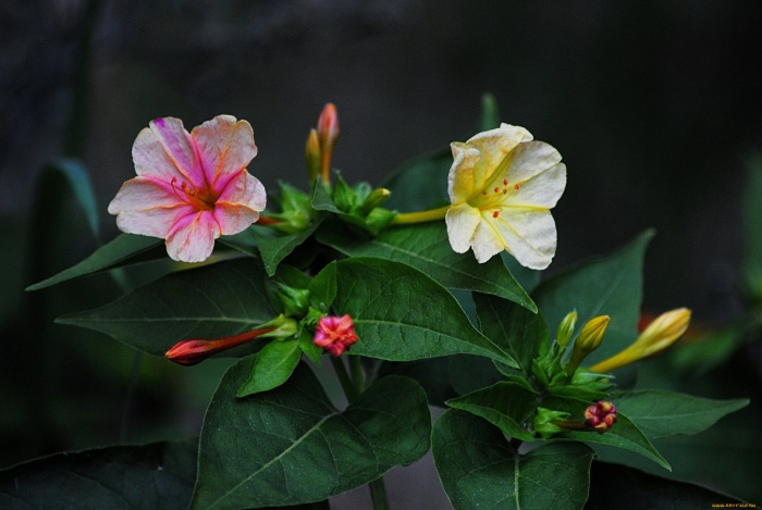 Цветок ночная красавица мирабилис